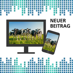 Tierhaltung und tierische Erzeugung in Niedersachsen 2023: Auf einem Bildschirm und einem Smartphone sind mehrere Kühe nebeneinander auf einer Wiese zu sehen.